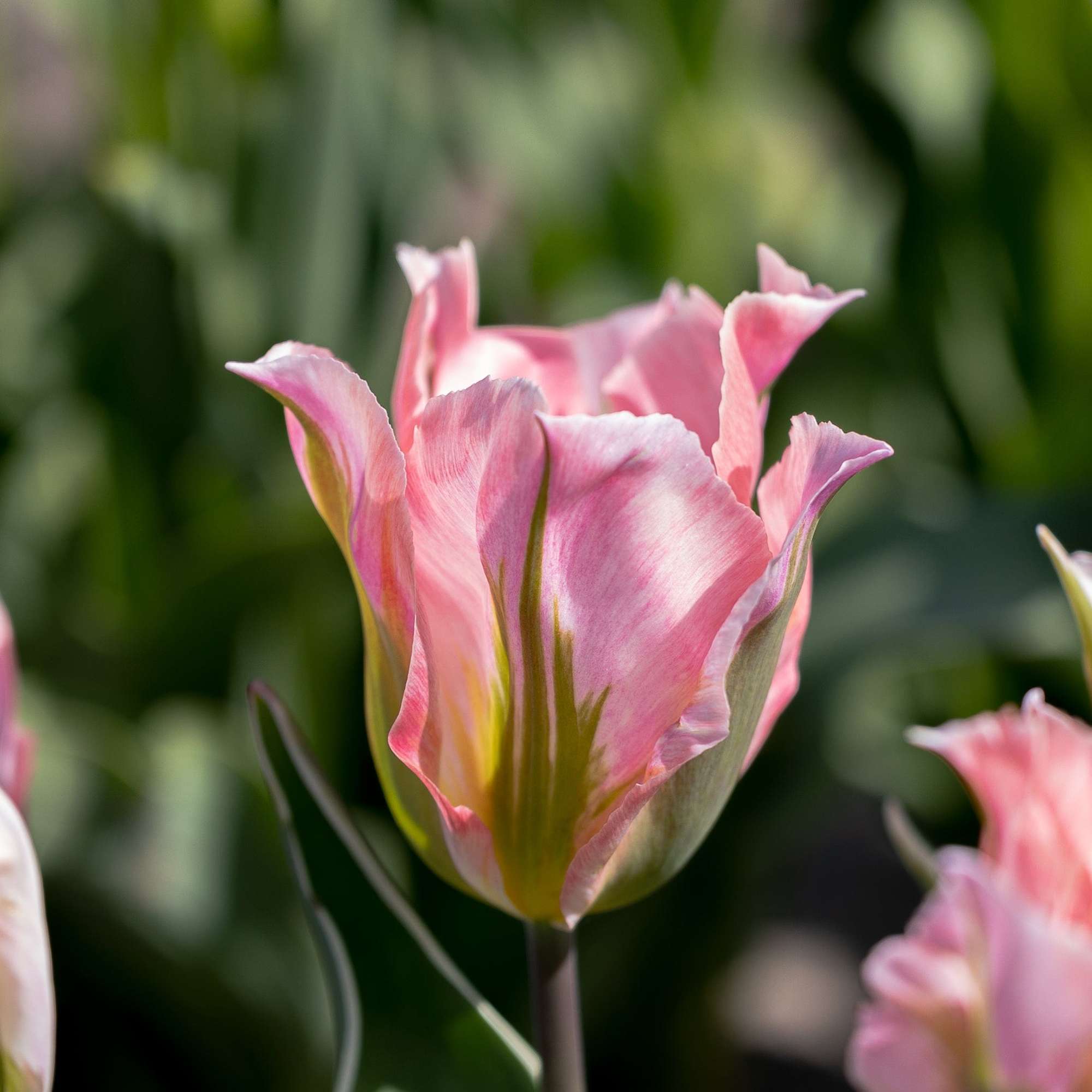 Tulpe 'China Town'